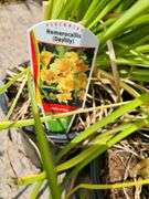 6) Daylily