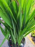 Lucifer Montbretia