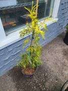 Lucky Find Western Red Cedar