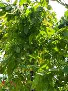 Hornbeam Tree