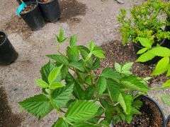 2) Apache Thornless Blackberry