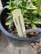 4) Osmanthus Heterophyllus 'Goshiki'