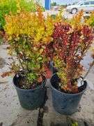 4) Orange Torch Barberry