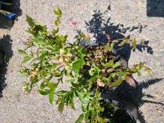 Western Sword Fern, Blueberry Plant