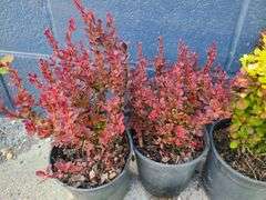5) Barberry Bushes