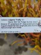 4) Calluna Vulgaris Firefly