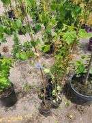 European White Birch, 3) Radiant Japanese Maple, Norway Maple