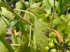 Thornless Gooseberry