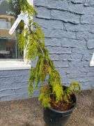 Alaskan Cedar