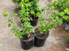 2) Jostaberry Plants