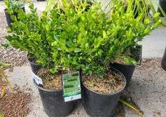 5) Winter Gem Boxwood