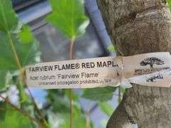 Fairview Flame Red Maple