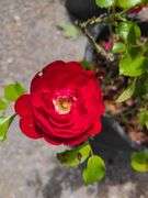 2) Rose Bush