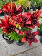 2) Dwarf Asiatic Lilies