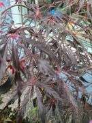 Japanese Maple, Tree