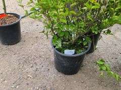 2) Josee Reblooming Lilac