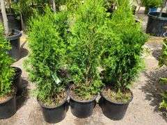 6) Skybound Arborvitae