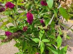 4) Blue Chip Butterfly Bush