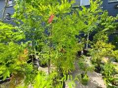 Bald Cypress