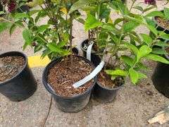 4) Miss Molly Butterfly Bush
