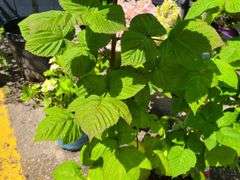 2) Latham Raspberry