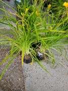 4) Daylily