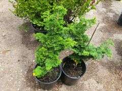 2) Hinoki Cypress