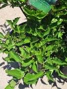 3) Miss Kim Lilac Plants