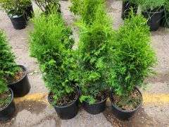 6) Emerald Green Arborvitae