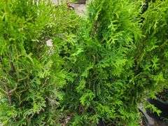 6) Emerald Green Arborvitae