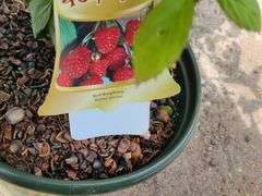 Red Raspberry