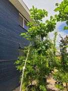 Northern Red Oak