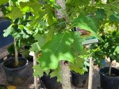 Northern Red Oak
