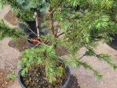 Cedar