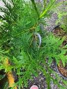 Thuja Skybound Arborvitae, Green Giant Arborvitae