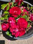 2) Rose Bushes