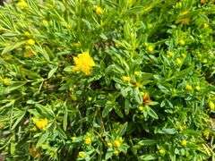 3) Cobalt-N-Gold Hypericum
