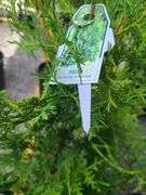 Thuja Skybound Arborvitae, Green Giant Arborvitae