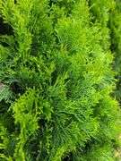 2) Emerald Green Arborvitae