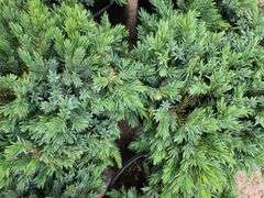 6) Blue Star Juniper