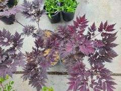 4) Actaea Black Negligee