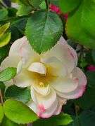 2) Rose Bushes