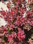 4) Japanese Barberry