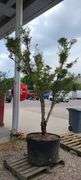 Okushimo Upright Green Japanese Maple