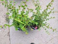 2) Cotoneaster Coral Beauty