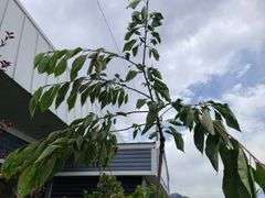 Cherry Tree