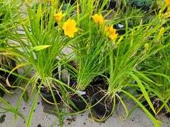 6) Daylily