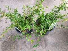 2) Cotoneaster Coral Beauty