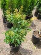 Smoke Bush