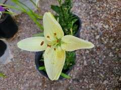 2) Dwarf Asiatic Lilies